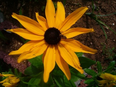 Schwebfliege-auf-Rudbeckia.JPG