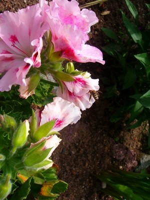 Biene-auf-Pelargonie.JPG