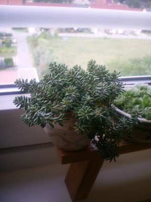 PIC_0795.jpg