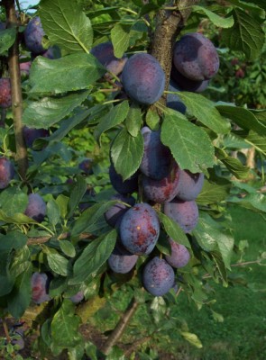 Zwetsche - Stanley - 1.jpg