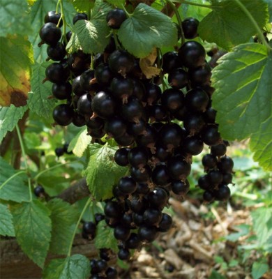 Schwarze Johannisbeere - Titania -2.jpg