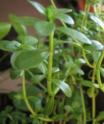 Brahmi verkleinert.jpg