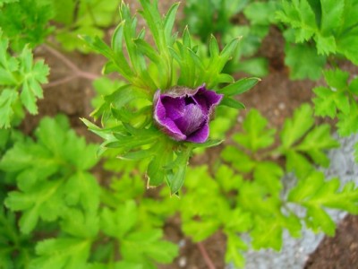 100D5475.JPG