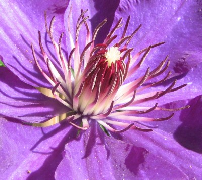 Klematisblüte vergrößert.jpg