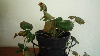 P1010374.JPG
