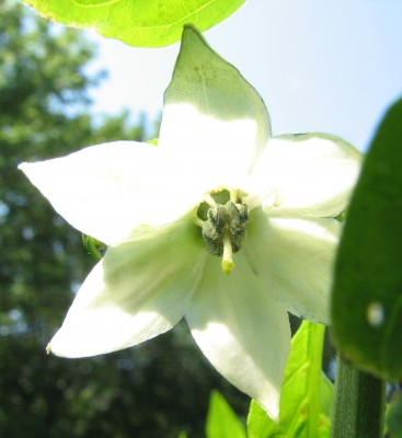 Chilliblüte.jpg