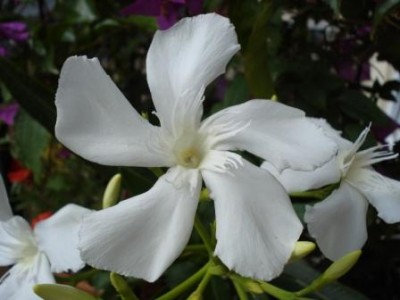 Oleander_Blüte_1.JPG