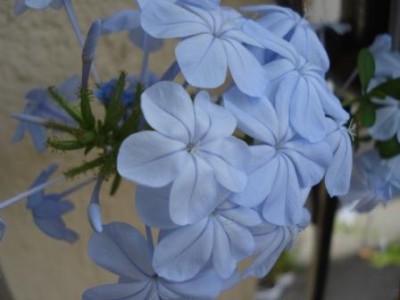 Plumbago.JPG