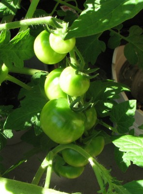 Tomaten neu.jpg