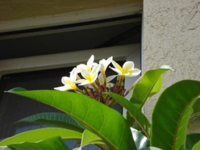 PLumeria.JPG