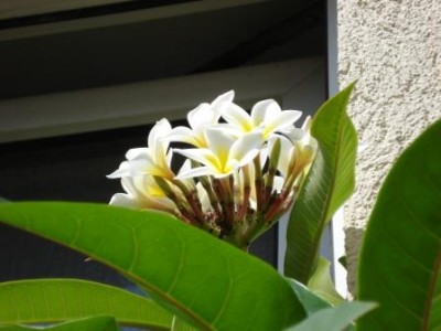 Plumeria_1.JPG