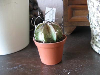 Astrophytum capricorne.jpg