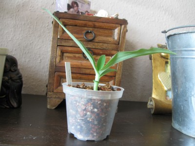 Habenaria medusa1.jpg