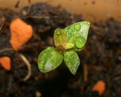 panaschierte wüstenrose.jpg