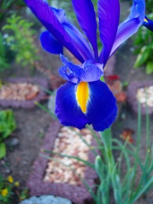 Iris-2.JPG