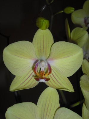 alte orchidee2.jpg