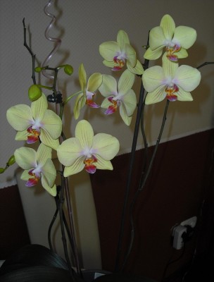 alte orchidee.jpg