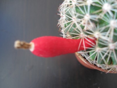 Mammilaria appalanta.jpg