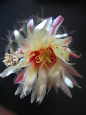 Hamatocactus setispinus Blüte.jpg