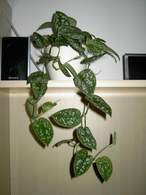 PICT0316.jpg