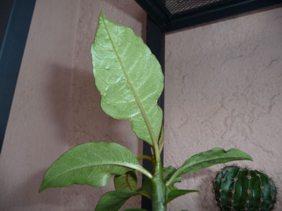 Plum_1_05.jpg