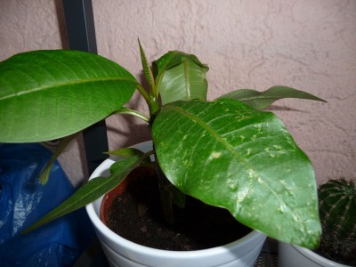 Plum_1_04.jpg