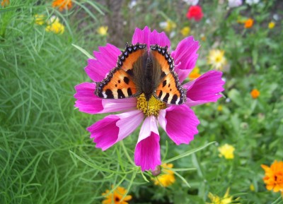 PIC_0349.JPG