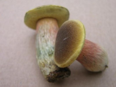 Pilze1308.JPG