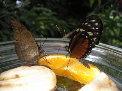 butterorange.JPG