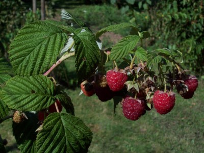Himbeere - Autumn Bliss - ab Ende Juli reifend.jpg