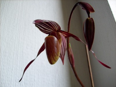 Paphiopedilum wilhelminae 2.JPG