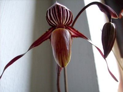 Paphiopedilum wilhelminae.JPG