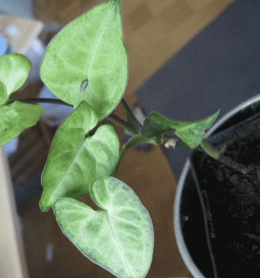 100_0824.gif