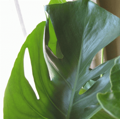 100_0818.gif