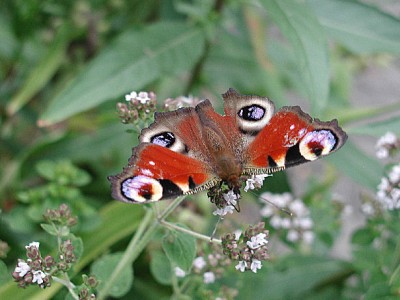 Tagpfauenauge13.jpg