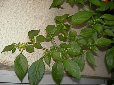 chili 19.jpg