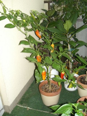 chili komplett 19.jpg