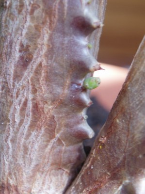 euphorbia trigona 034.jpg