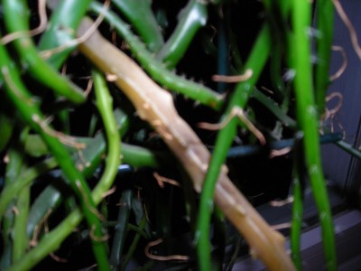 DSCN0520.JPG