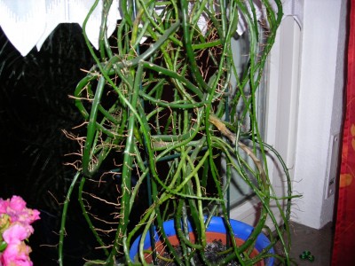 DSCN0519.JPG