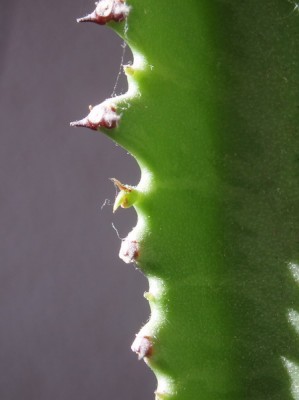 euphorbia trigona 028.jpg