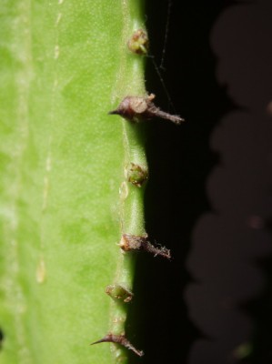 euphorbia trigona 026.jpg