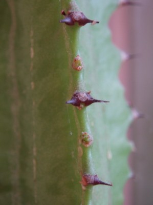 euphorbia trigona 024.jpg