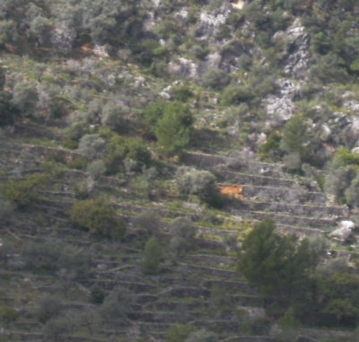 Olivenplantagen - Kopie.jpg