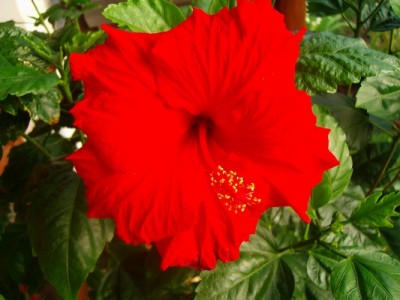 Hibiskus-rot-7.JPG