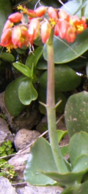 Crassulas - Kopie.jpg