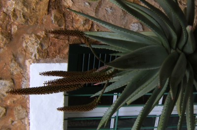 aloe mit Knospen - Kopie.jpg