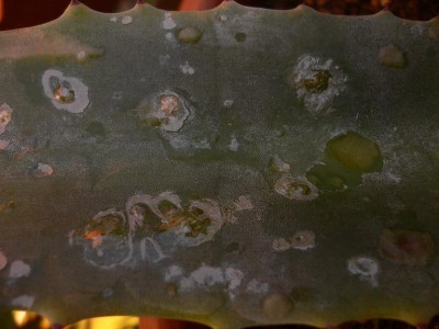 Aloe 009-1.JPG