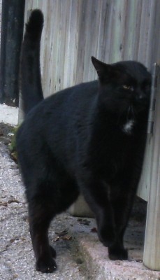 Katze - Kopie.jpg
