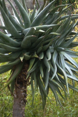 uralte Aloe - Kopie.jpg